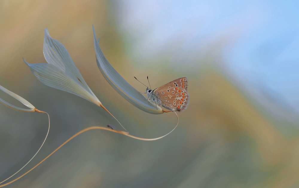 Resting smoothly... von Thierry Dufour