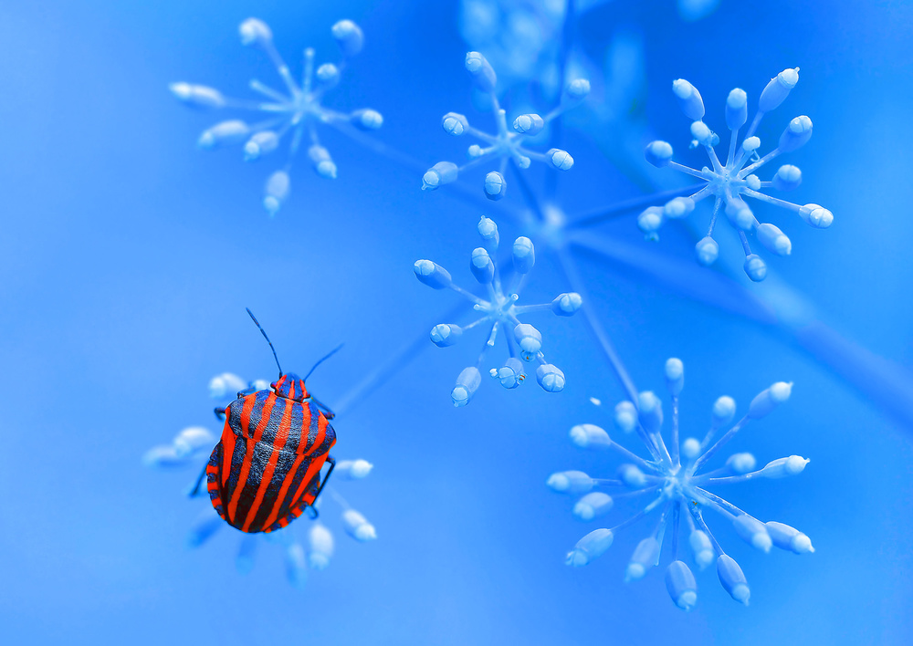 Red blue... von Thierry Dufour