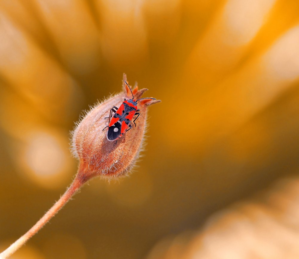 Red devil... von Thierry Dufour