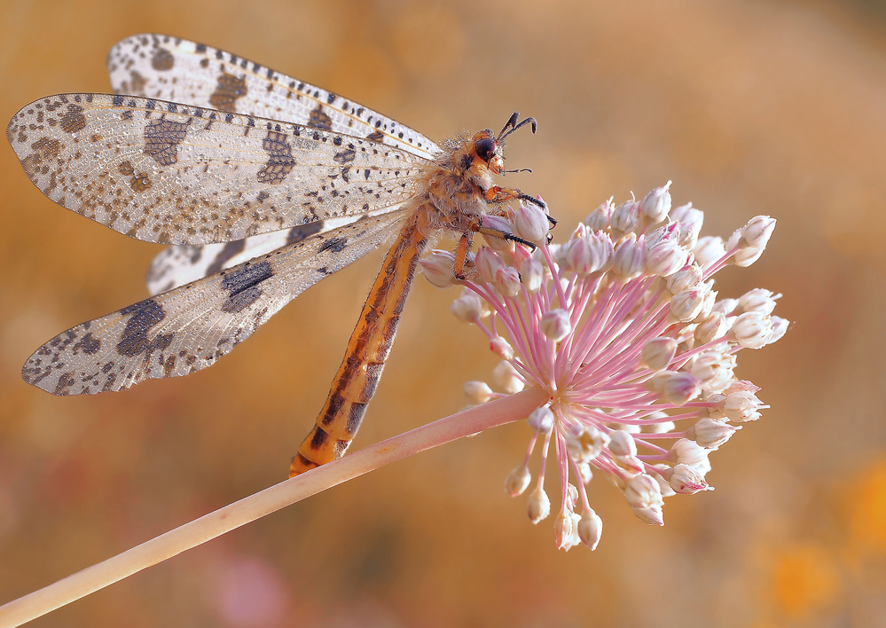 Sunbathing to dry its wings... von Thierry Dufour