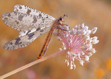 Sunbathing to dry its wings...