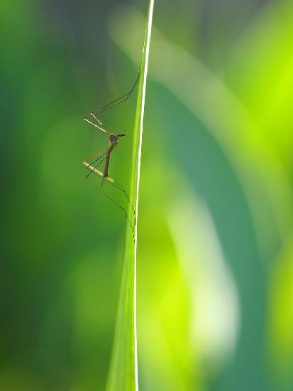 Pole vaulter...