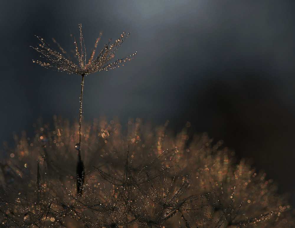 Standing toward the light... von Thierry Dufour