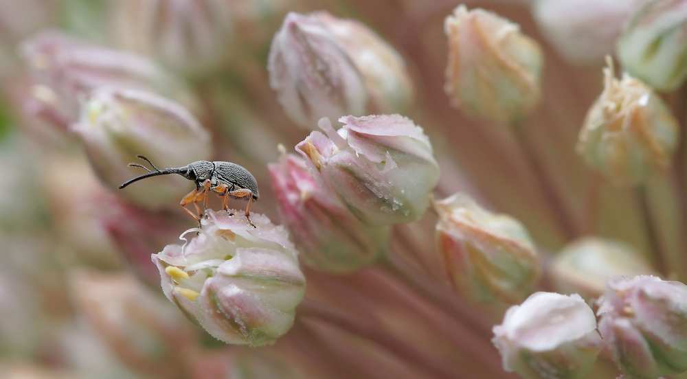 Straddling his shooting star... von Thierry Dufour