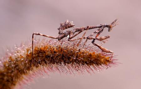 Dew at dawn...