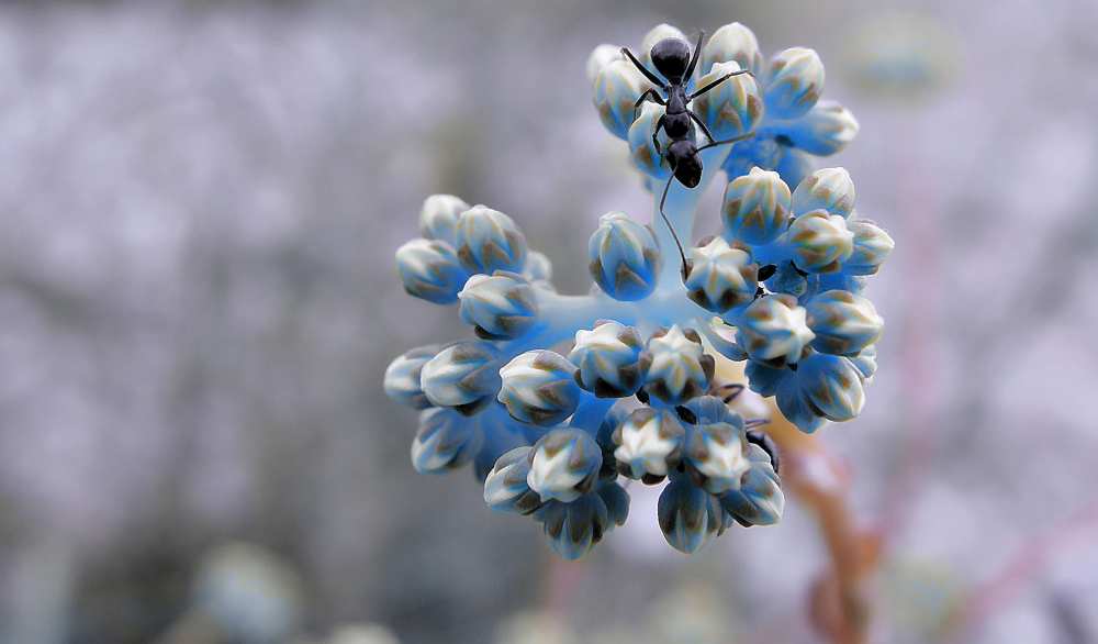 The earth is blue... von Thierry Dufour