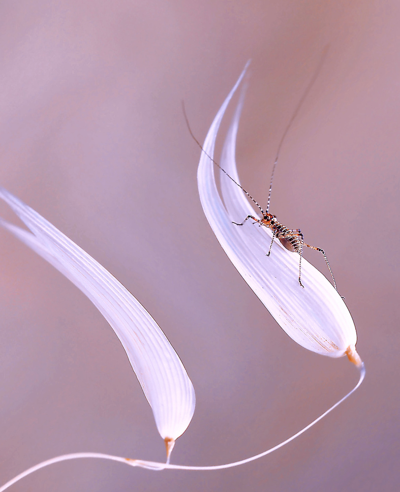 Face to face with the wind... von Thierry Dufour