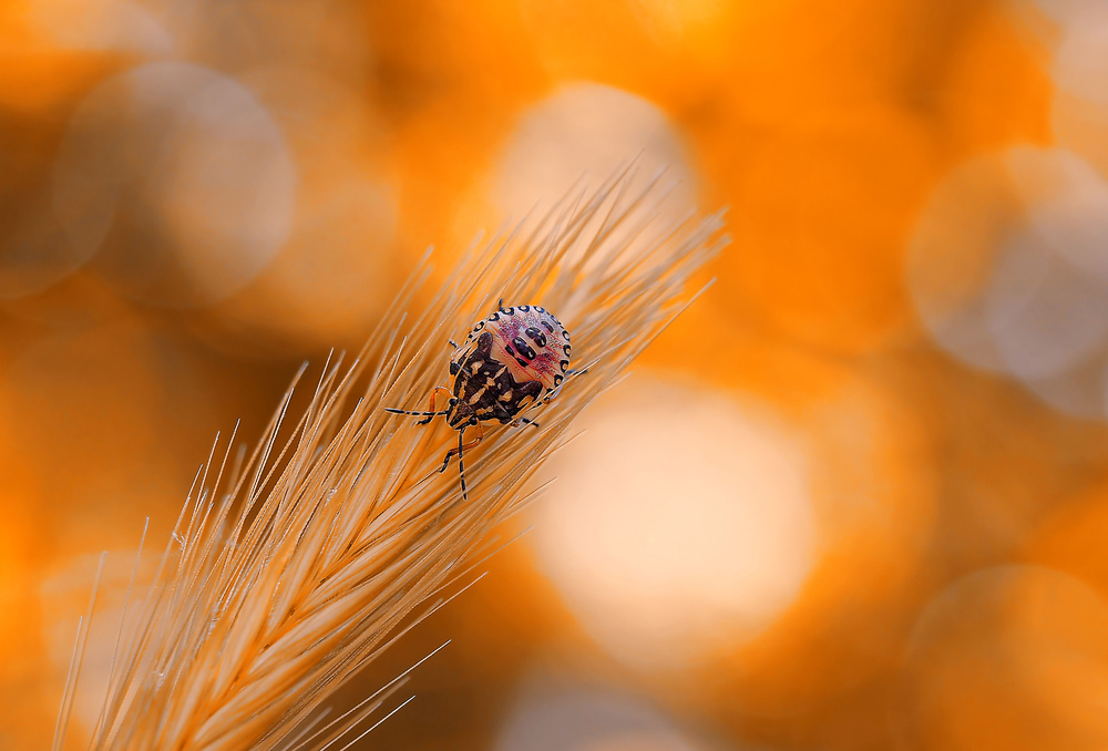 Warm summer colors... von Thierry Dufour