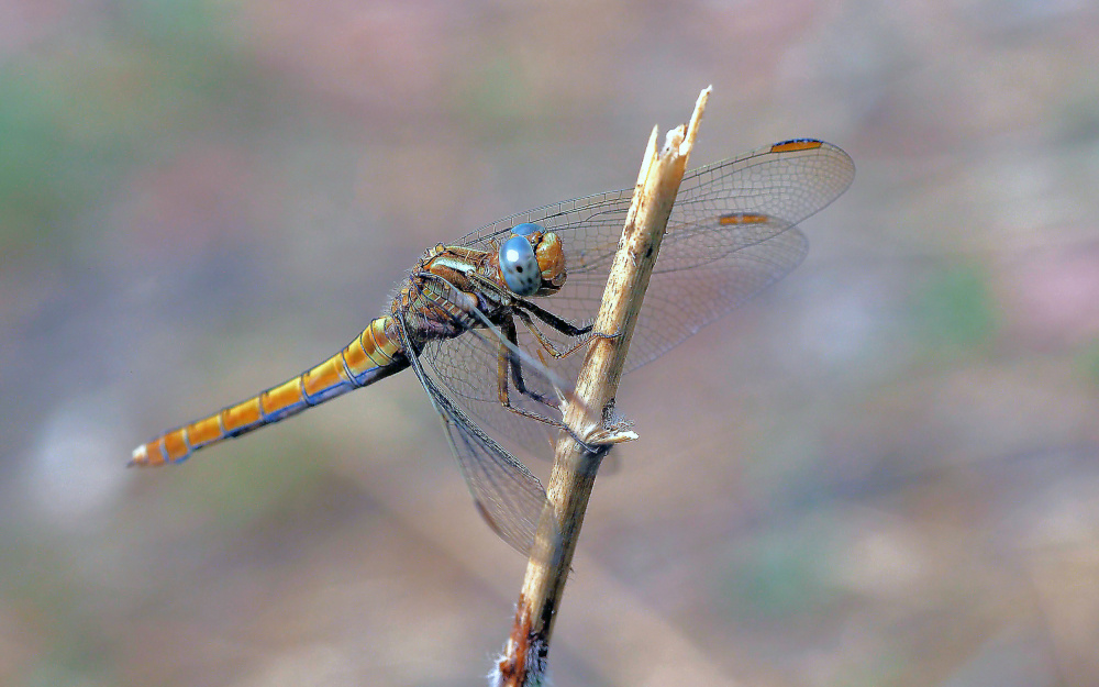 Waiting for its prey... von Thierry Dufour