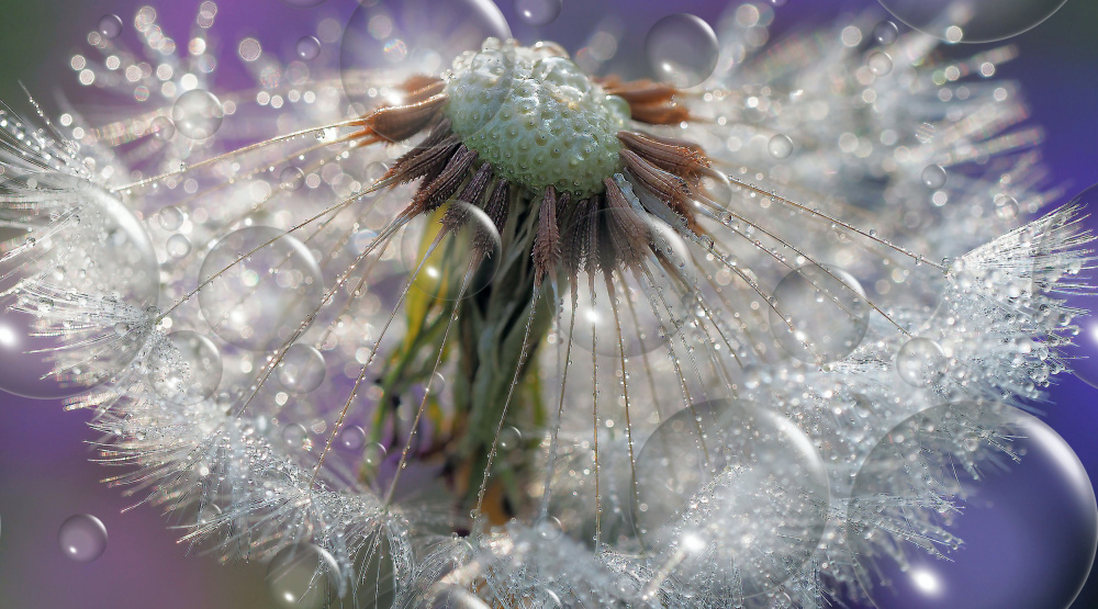 Water planet... von Thierry Dufour