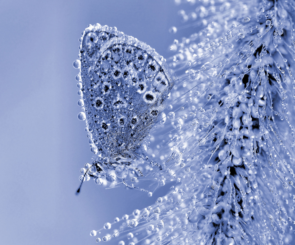 Christmas butterfly... von Thierry Dufour