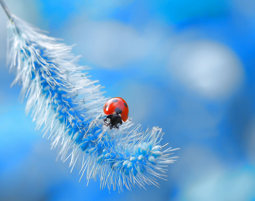 Welcome to ladybug paradise... von Thierry Dufour