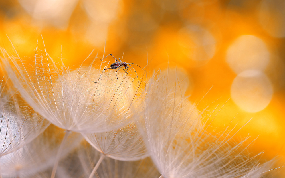 Fragility and lightness... von Thierry Dufour