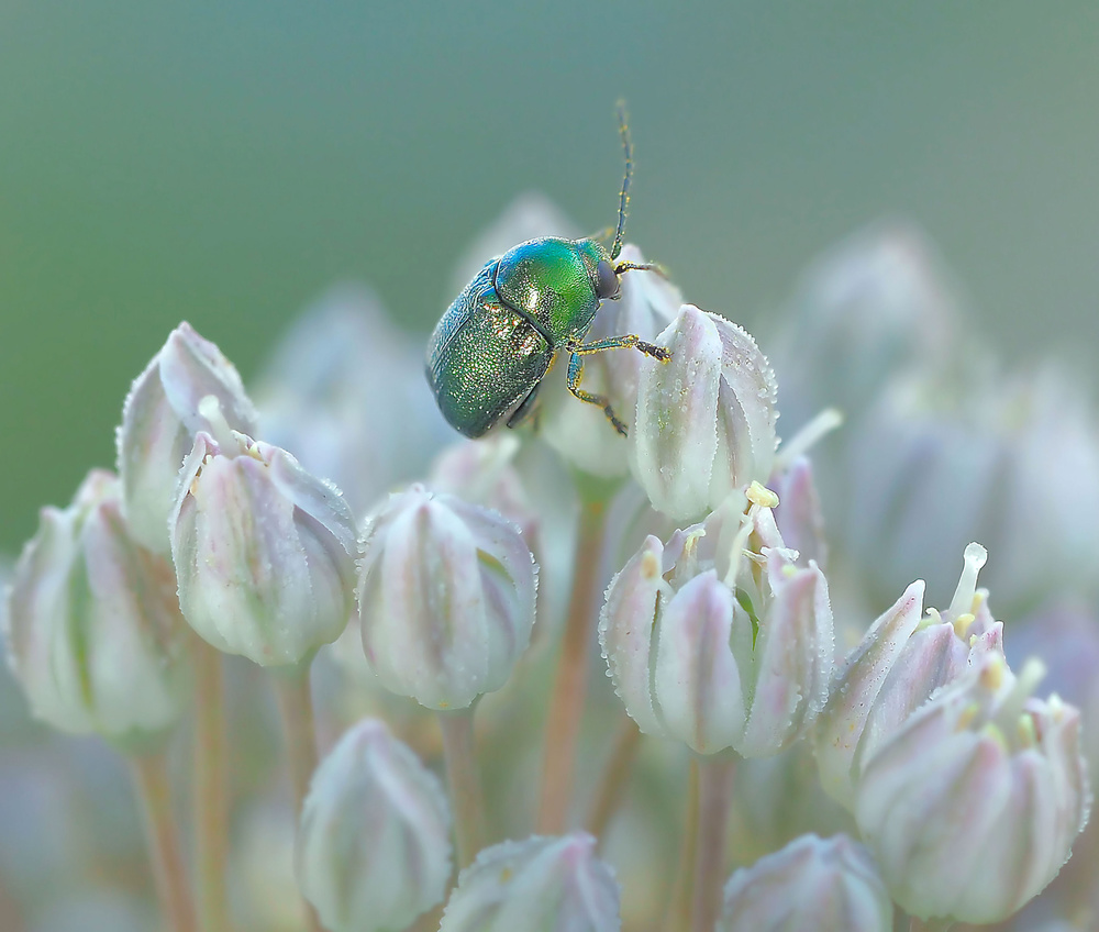 Spectator... von Thierry Dufour