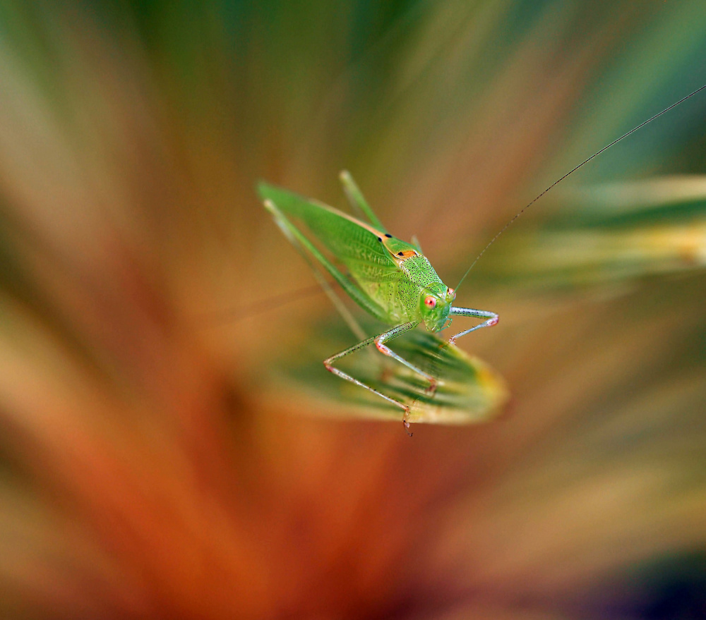 Spectator... von Thierry Dufour