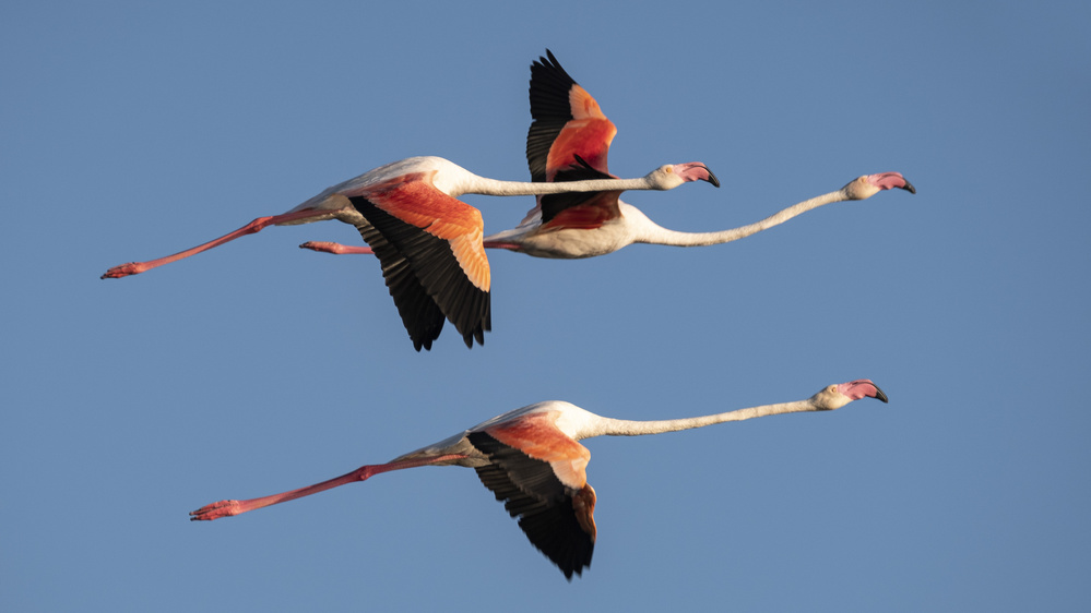 flight in Camargue von Thierry Lagandré (Transgressed Light)