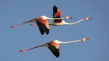 flight in Camargue