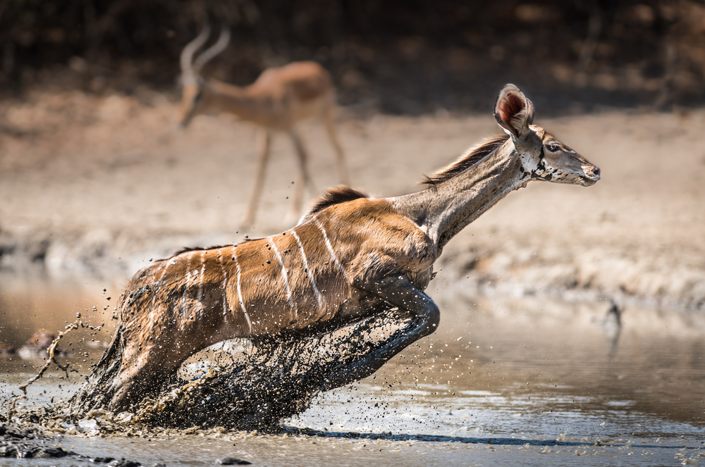 Kudu jump von Thomas Andersson