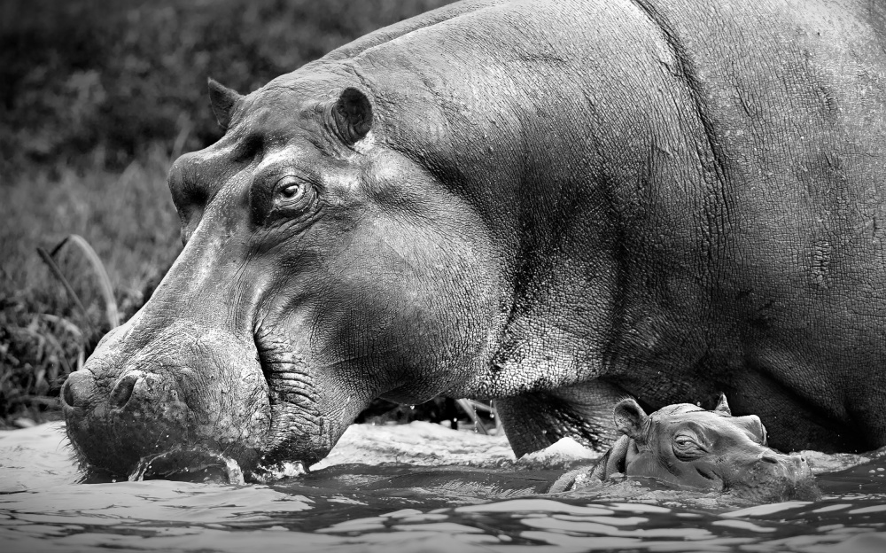 Mother and baby von Thomas Andersson