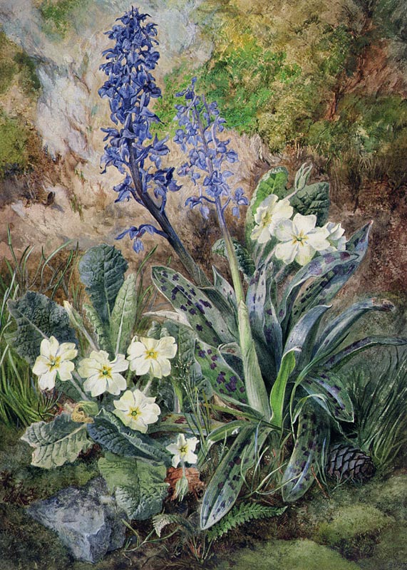 Purple Orchid and Primrose von Thomas Collier