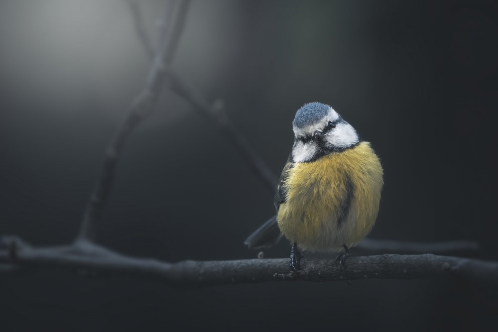 Blue Tit von Thomas de Franzoni