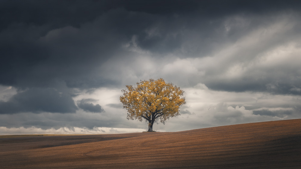 Loneliness von Thomas de Franzoni