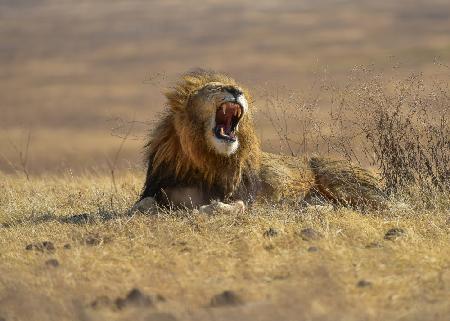 The King of Ngorongoro Crater