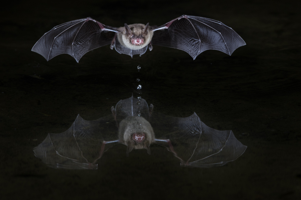 thirsty bat von Thomas Jensen