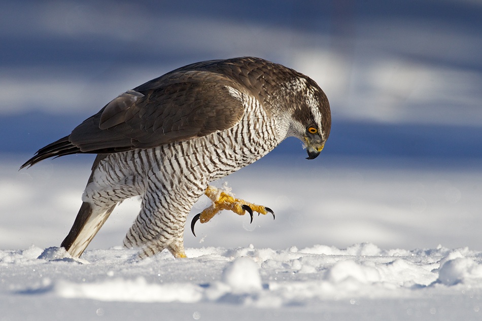 clutching goshawk von Thomas Jensen