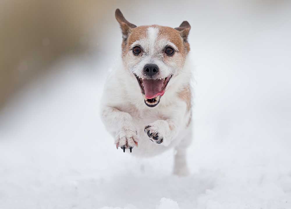 Im Schnee spielen # 1 von Thomas Jensen