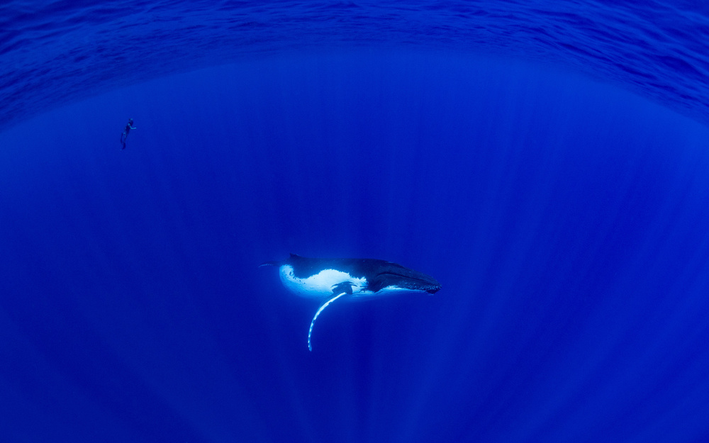 Baby Humpback Whale &amp; Free Diver von Thomas Marti