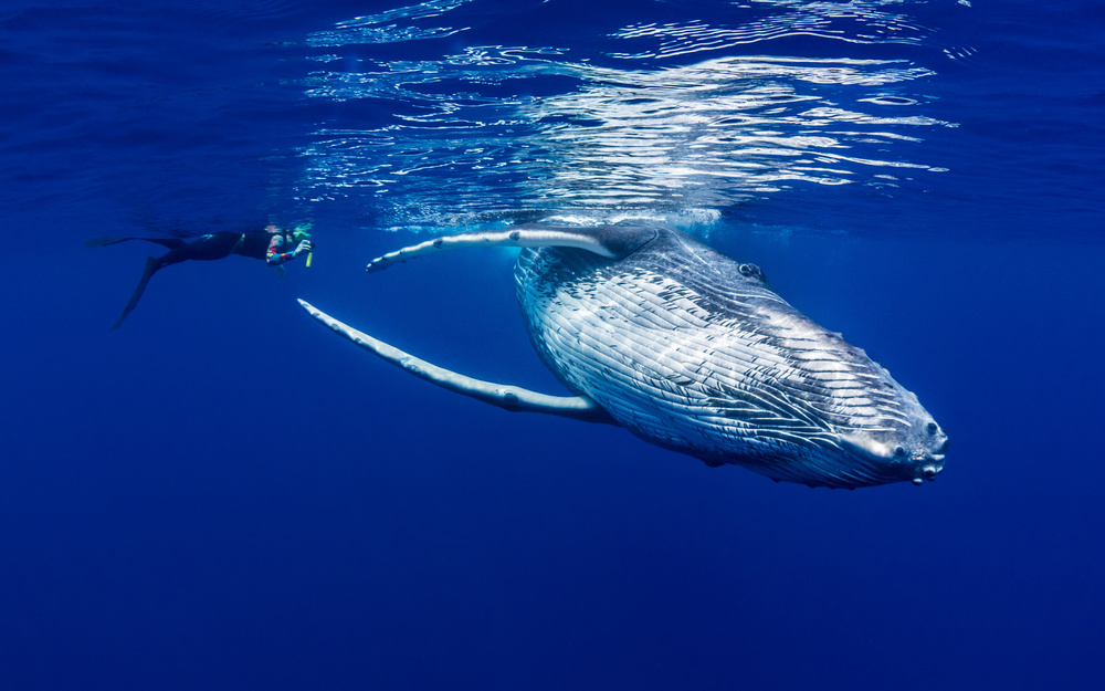 The Lady &amp; The Humpback von Thomas Marti