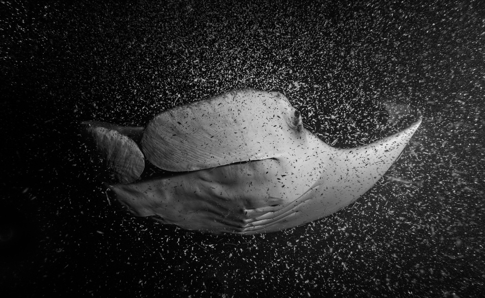 Feeding Manta von Thomas Marti