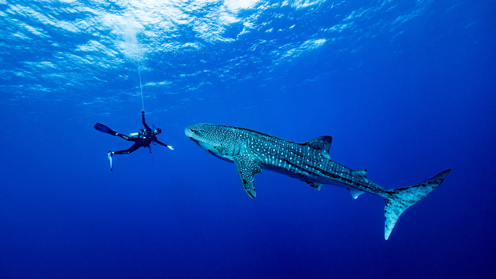 Playing with the Whale Shark von Thomas Marti