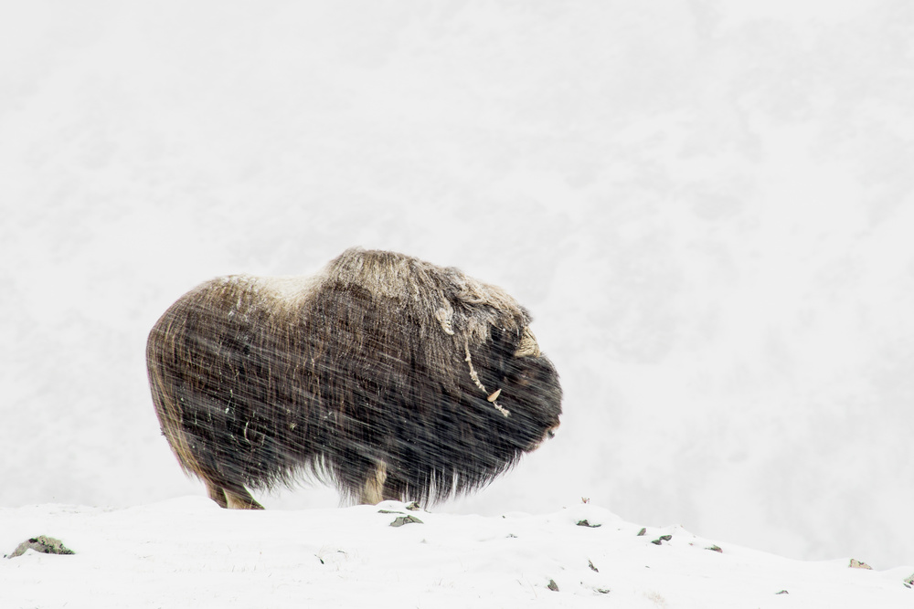 Musk ox solitude von Thomas Olaussen