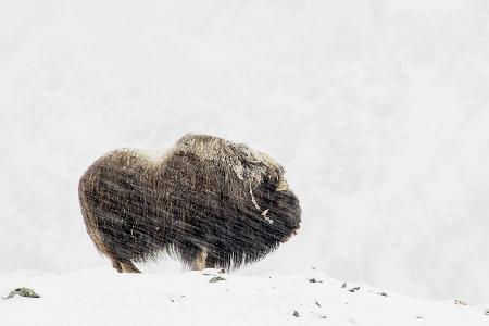 Musk ox solitude