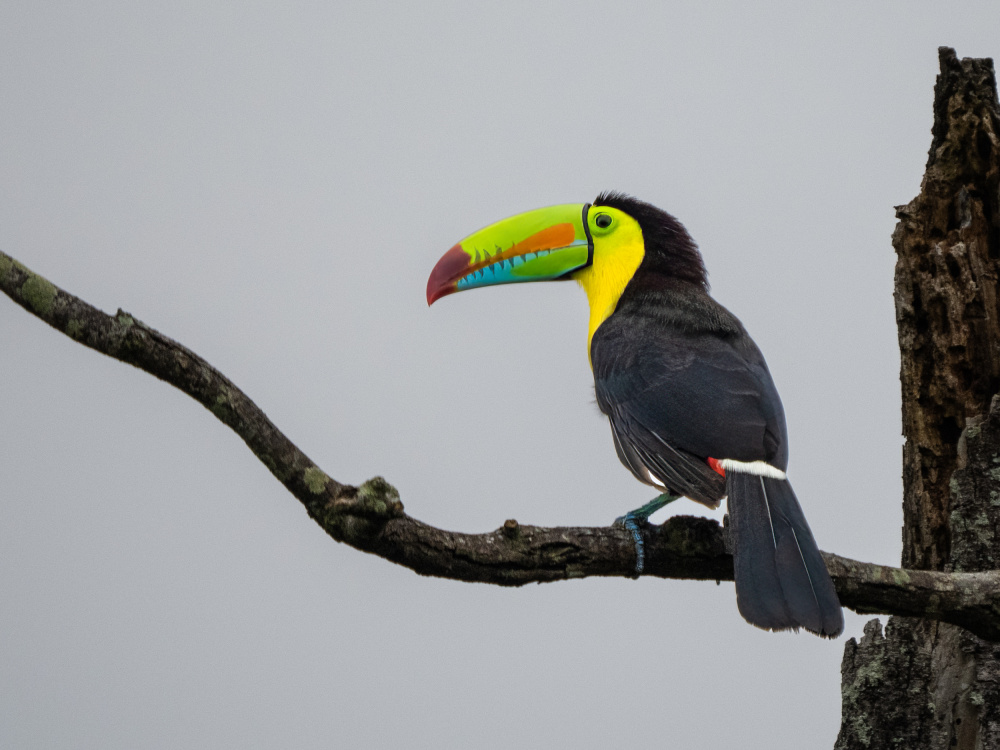 Keel-billed Toucan von Thomas Parsons