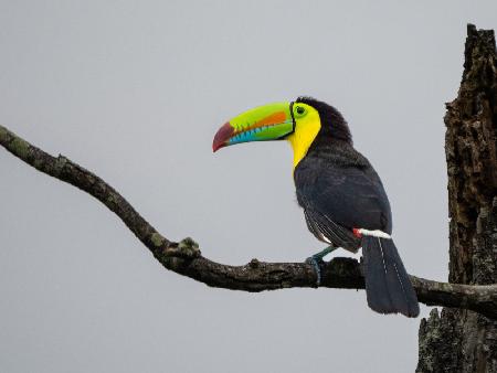 Keel-billed Toucan