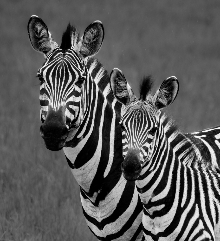 Zebras von Thomas Parsons