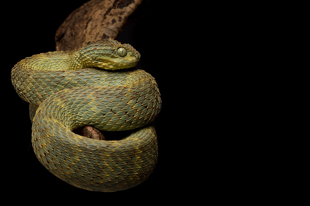 Atheris squamigera von Thor Hakonsen