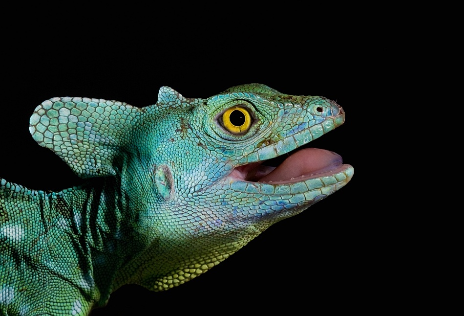 Basiliscus plumifrons - Plumed Basilisk von Thor Hakonsen