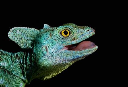 Basiliscus plumifrons - Plumed Basilisk