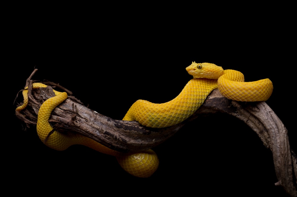 Bothriechis schlegelii - Eyelash Viper von Thor Hakonsen