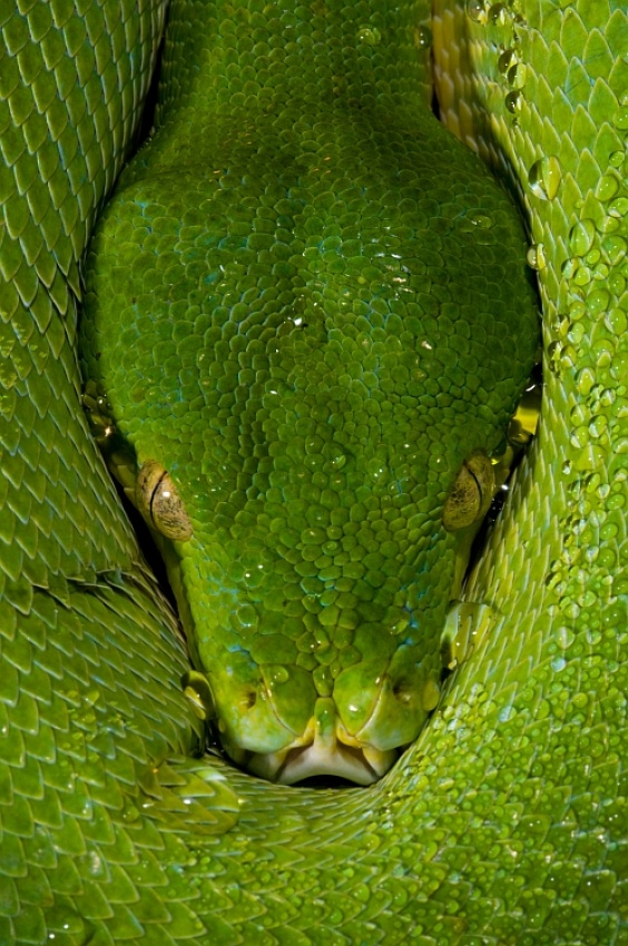 Morelia viridis - Green Tree Python von Thor Hakonsen