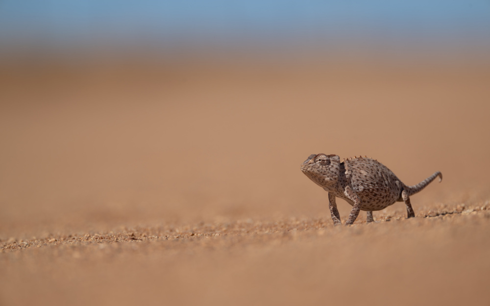 Namaqua chameleon von Thor Hakonsen