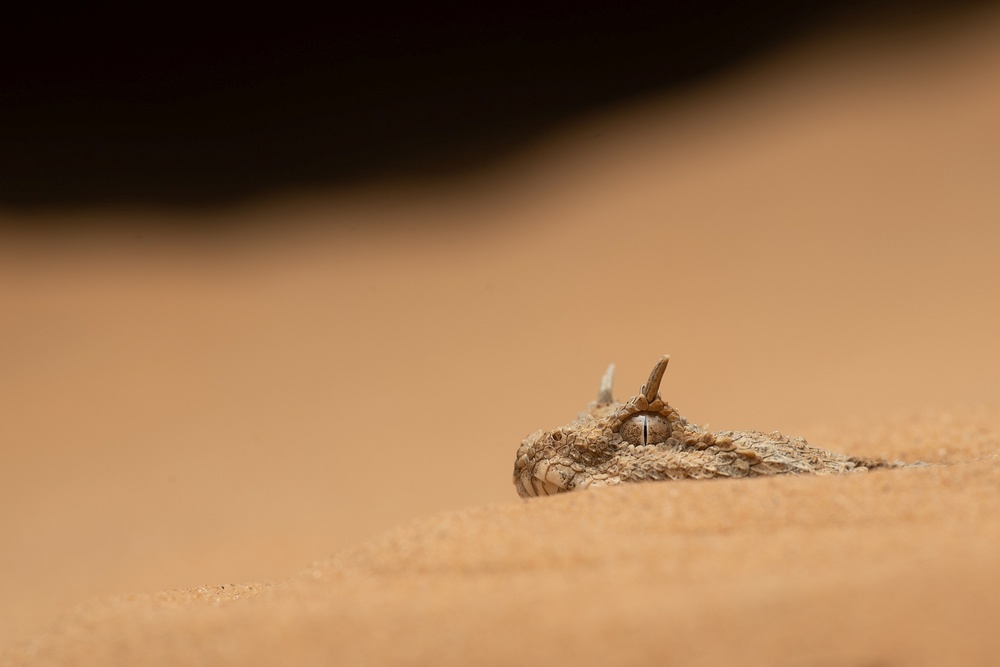 Sahara Horned Viper von Thor Hakonsen