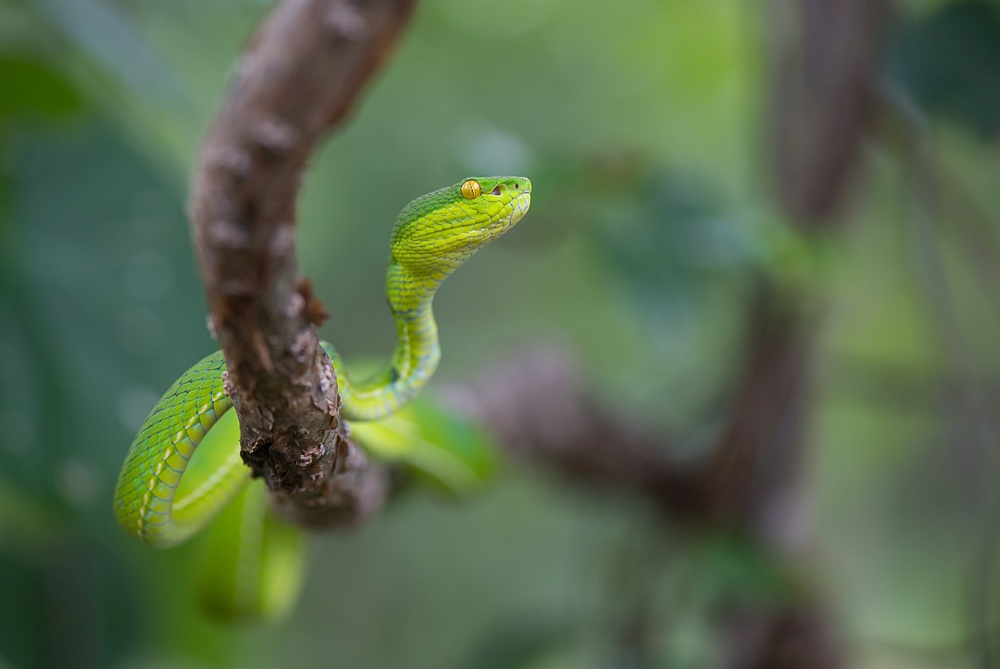 Trimeresurus albolabris von Thor Hakonsen