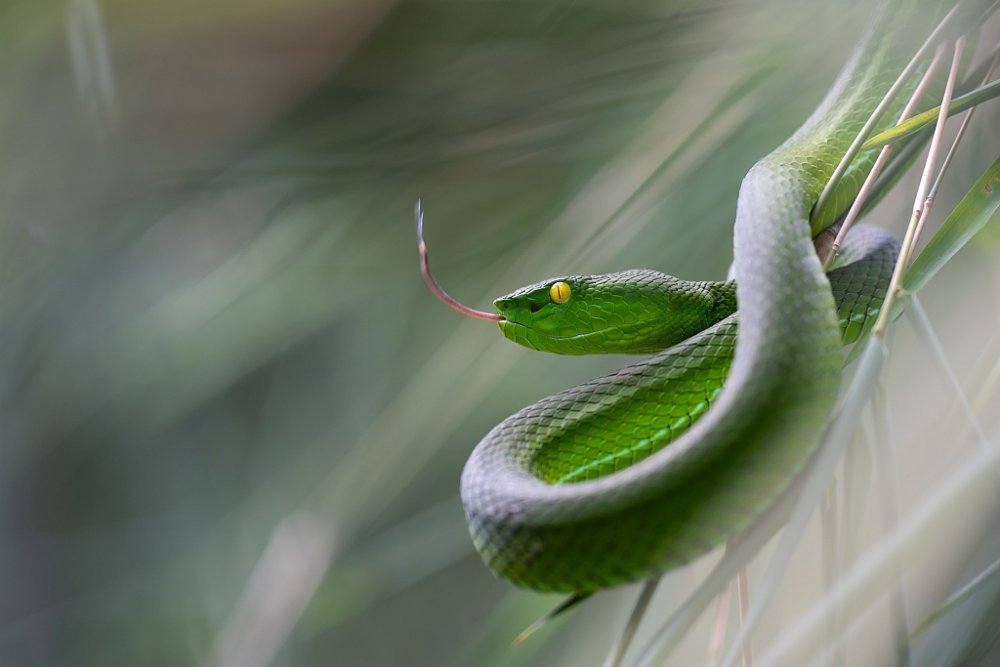 Trimeresurus gumprechti von Thor Hakonsen