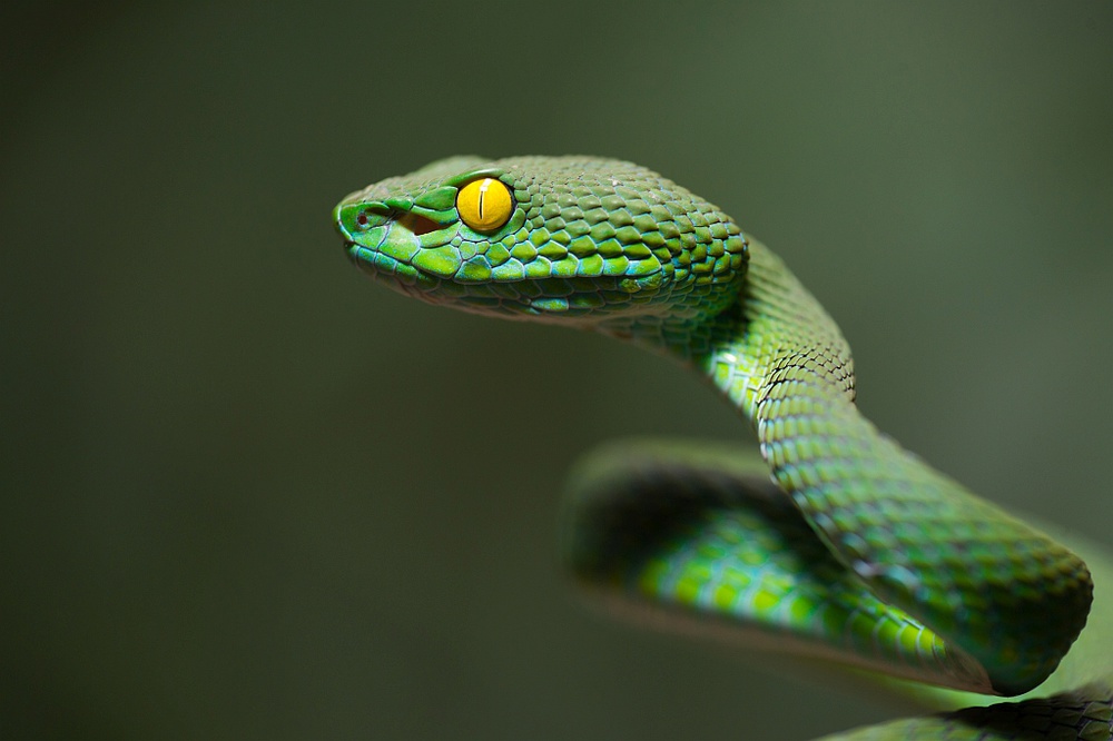 Trimeresurus macrops - Large-eyed Pit Viper von Thor Hakonsen