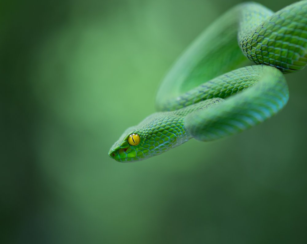 Trimeresurus macrops von Thor Hakonsen